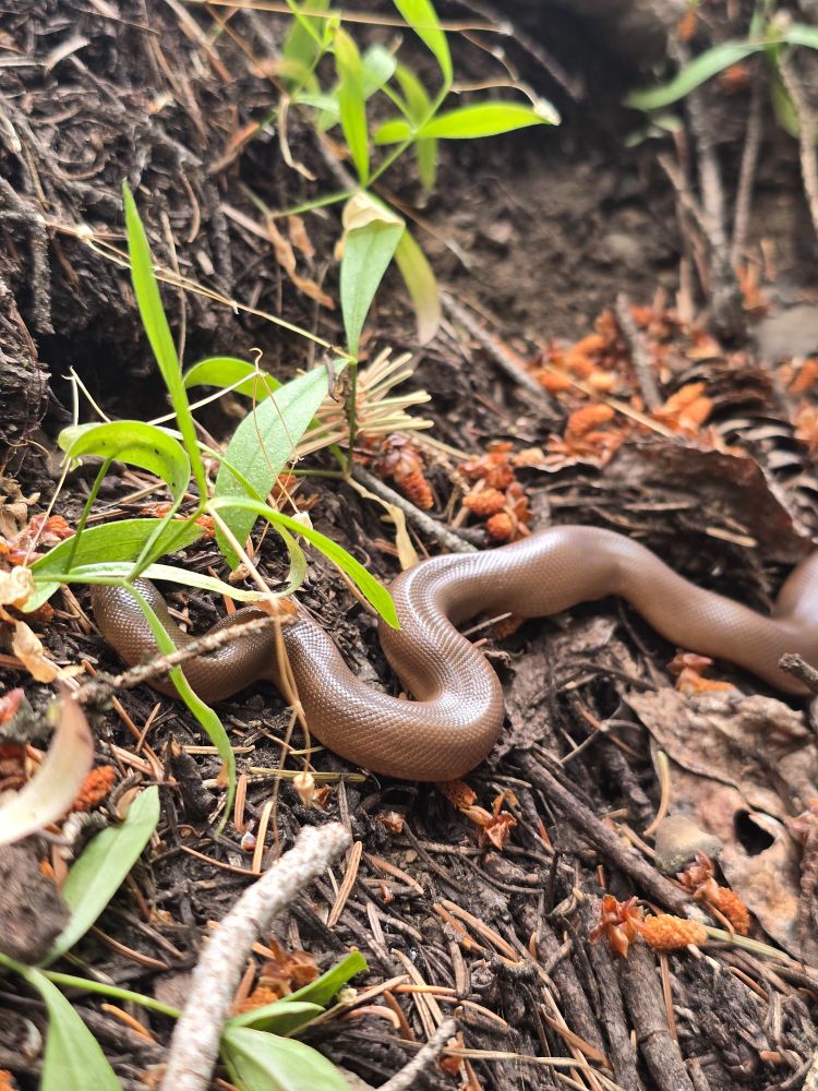 A tan rubber boa in the leaf litter.
