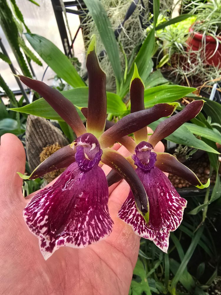 An orchid with two flowers that each have five high petals and sepals like a crown over a large lip. In the center is a purple column. The mess of the greenhouse is in the background.