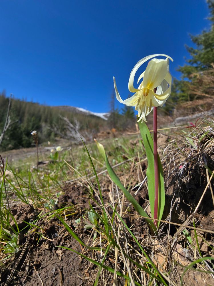 A creamy white glacier lily flower with skinny, tulip-like foliage rises from a sunny slope, with distant forested and snowy mountains out of focus in the background.