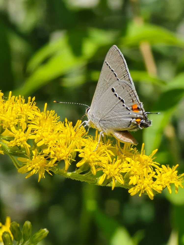 A tiny butterfly perched on a bright yellow sprig of goldenrod flowers. It has dotted black lines on the underside of each wing, and a zipper-like antenna ending in an orange dot. There are also a couple of orange dots on the bottom of its hindwing. I don't know anything about butterflies, it's probably like... a skipper or something? The inside of its wings were blue, but I couldn't get a photo.