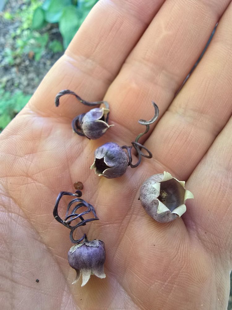 In my hand sit what look like four hollow blueberries on spiral stems.