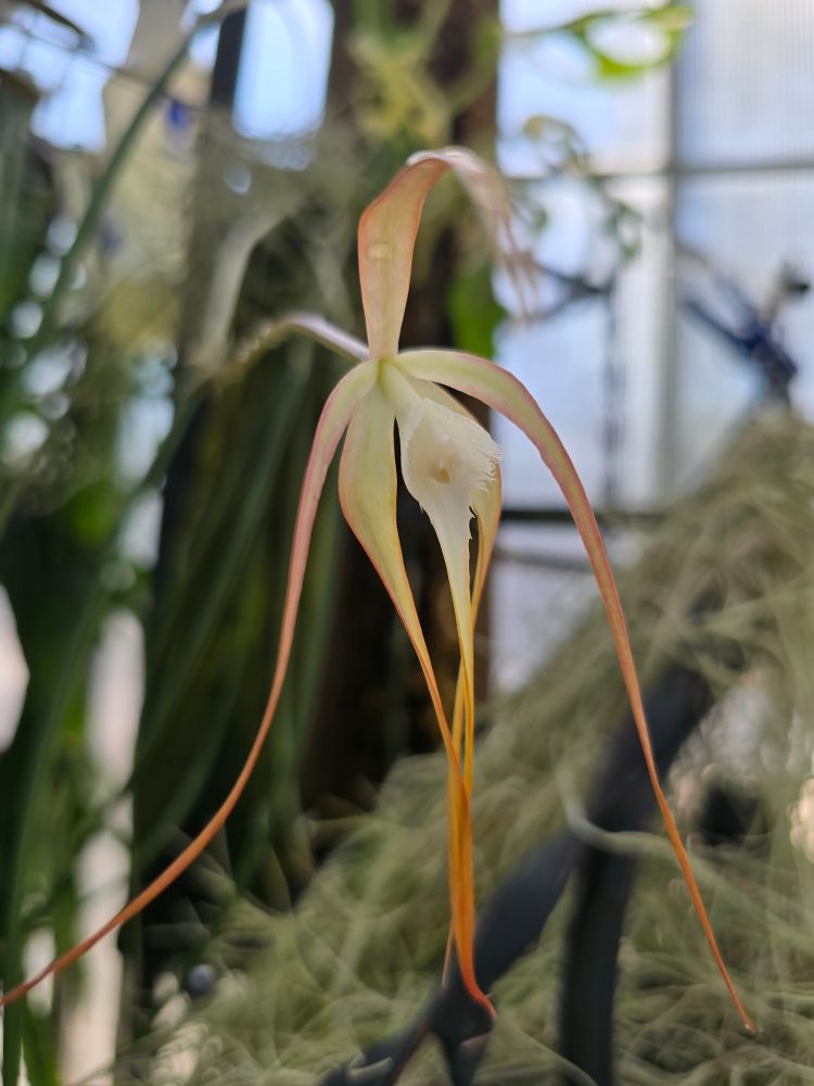 A flower with a white, funnel shaped lip with tiny frilly hairs on the edge emerging from the center of five extremely long petals and sepals.