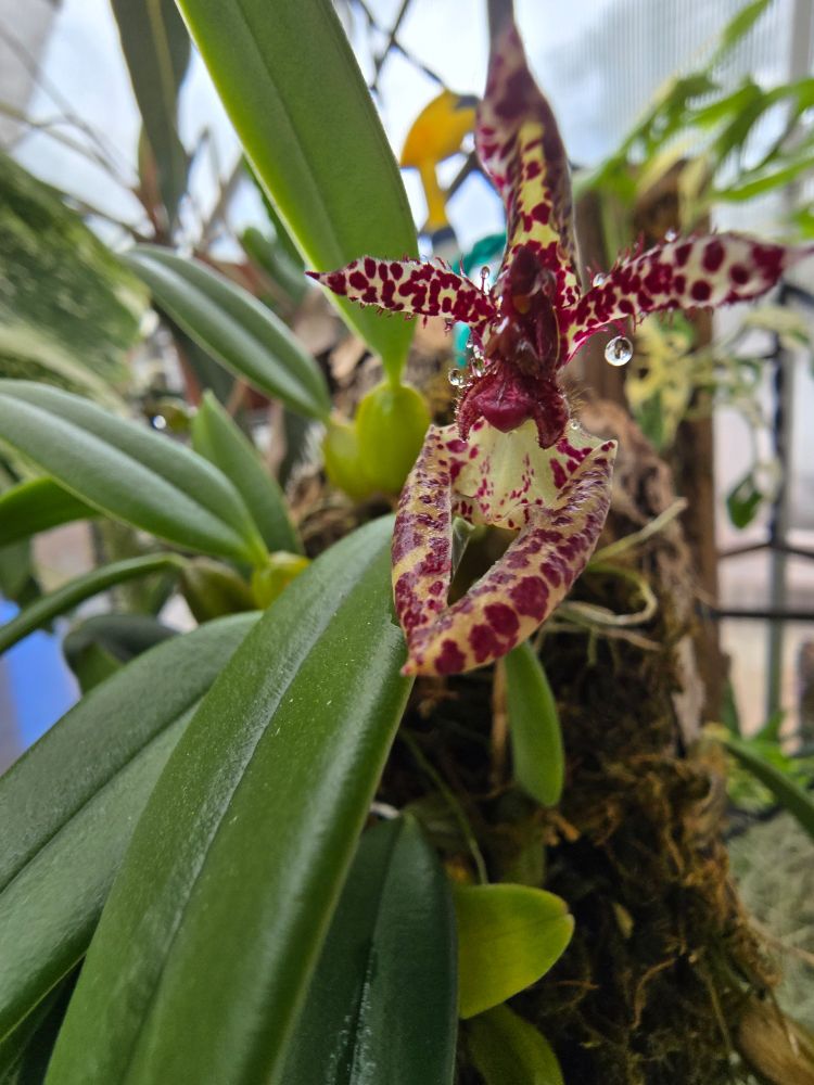 A photo of the same flower from a quartering away perspective. You can see more of the mounted plant, which has spherical pseudobulbs and elongate ovate leaves with increased on the middle.