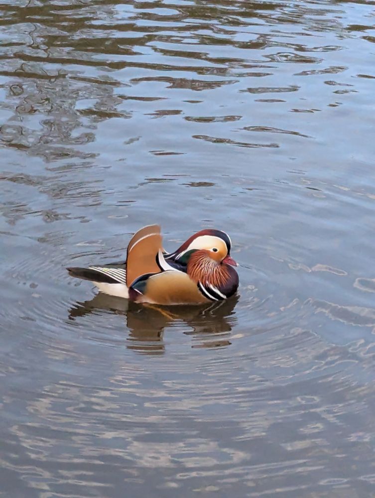A mandating duck sat in a ripple of water