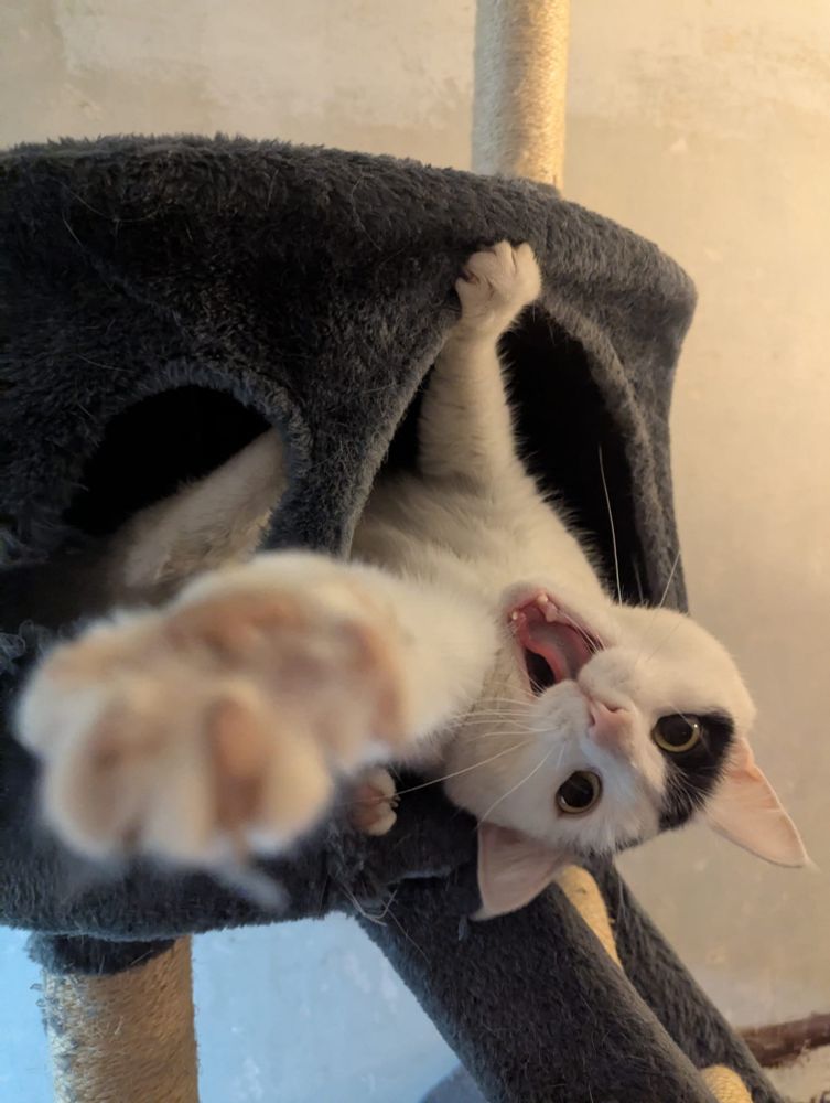 A white cat with a black patch over her eye. She's in a blue covered cat bed. She's using one paw to steady herself while the other paw is going for the camera, claws extended. She has her mouth open with her bottom teeth showing. She looks like a surprised bat. No cameras were harmed in the taking of this photo. 