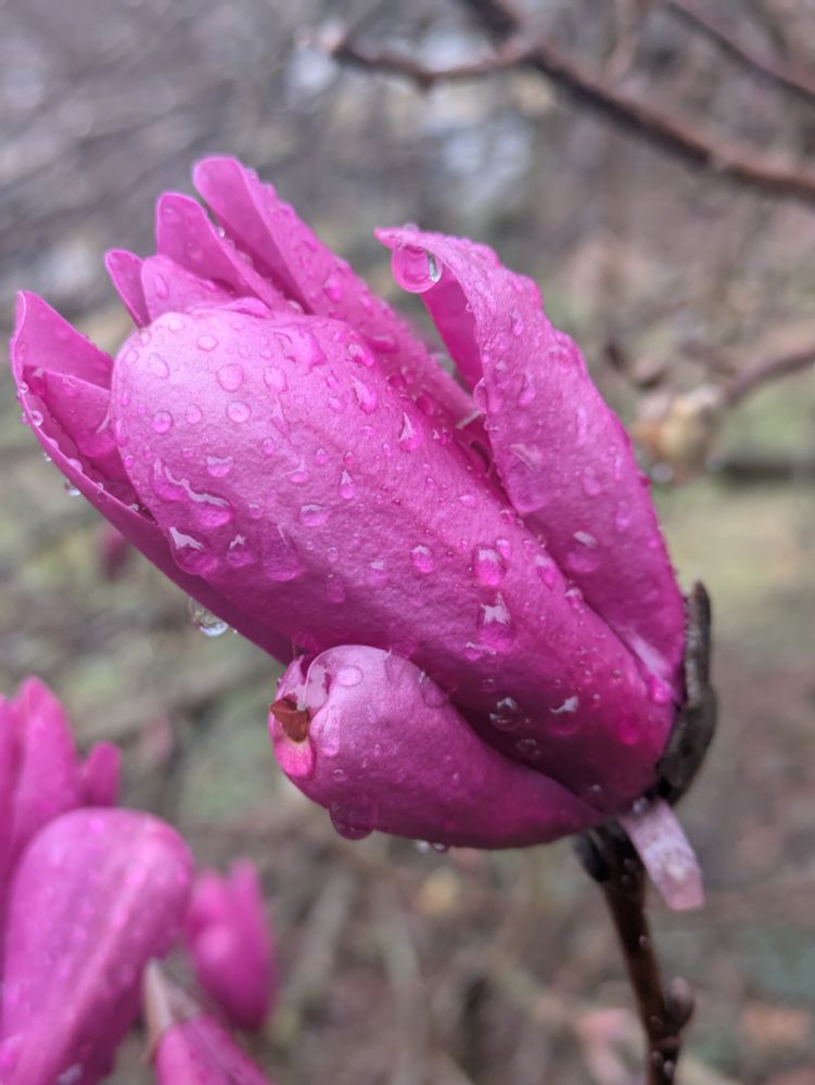 Dark pink flower with water droplets 