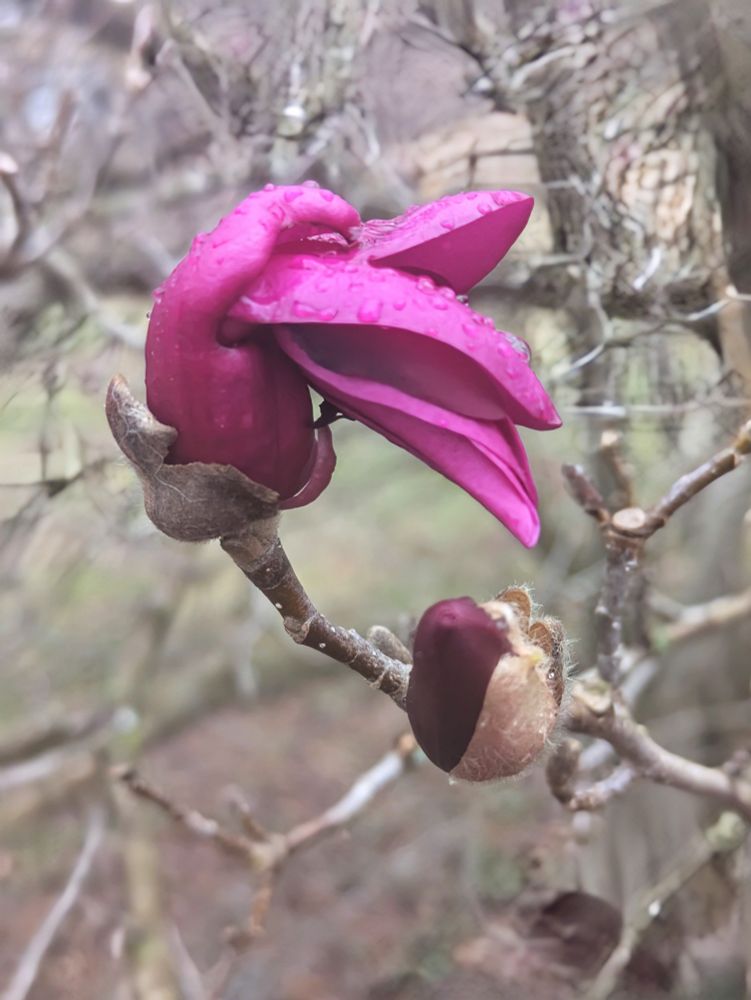 Dark pink flower bent sideways over a burgundy flower bud 