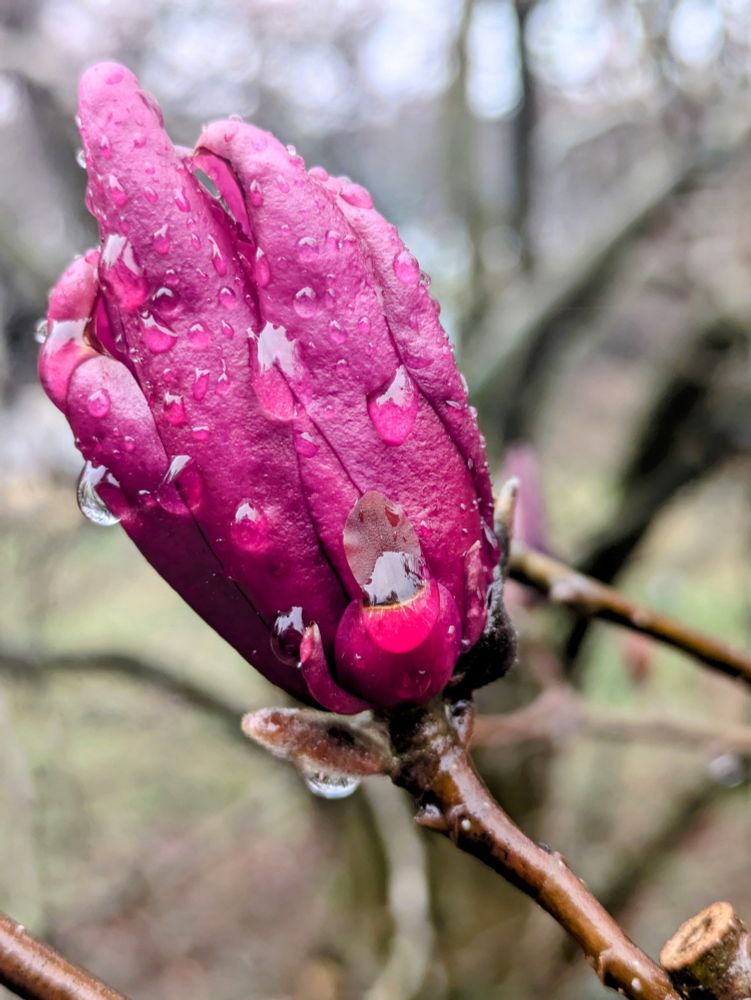 Dark pink flower with raindrops clinging to it