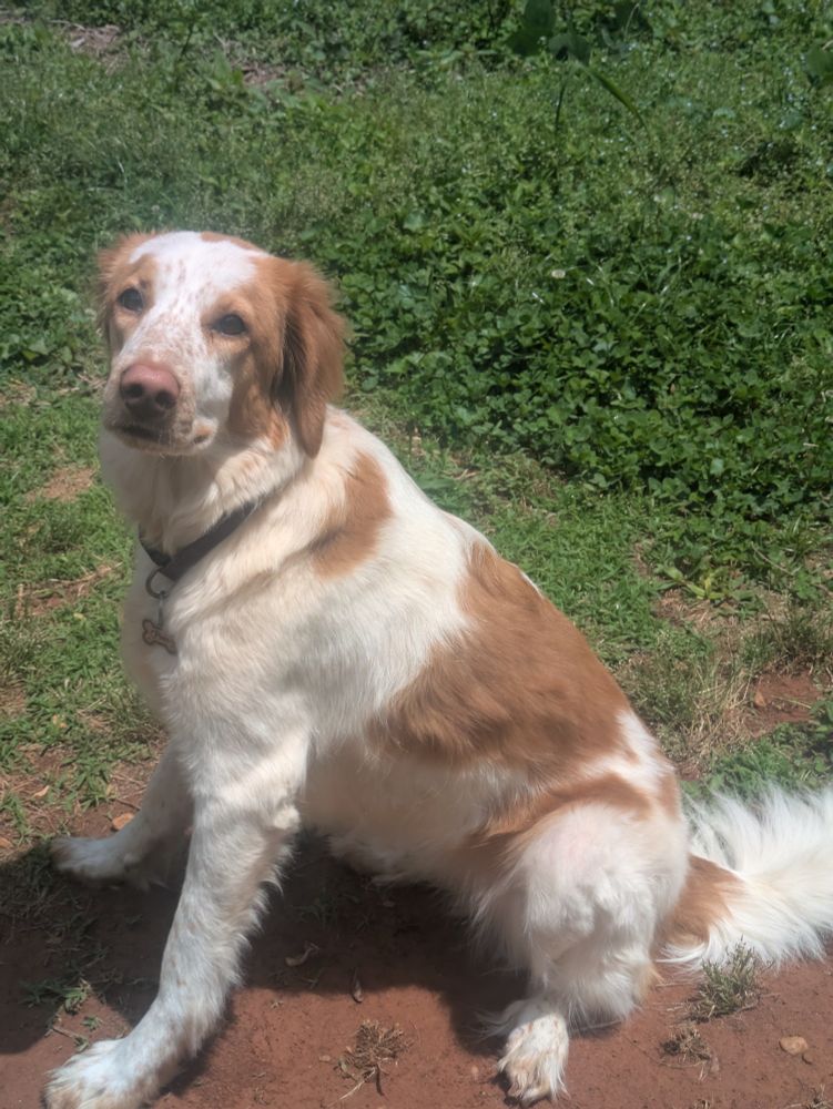 A tan and white spaniel-looking dog sits in the sun. The dirt under her is red, the clover behind her is lush.