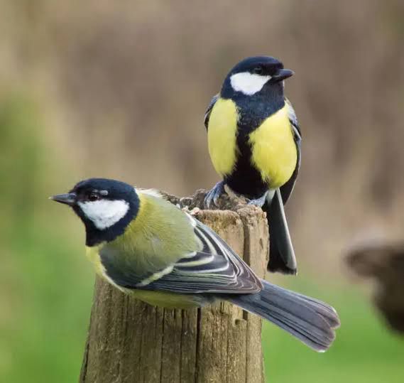 Two Tits (species of Bird) sitting on a what looks to be a Fence post