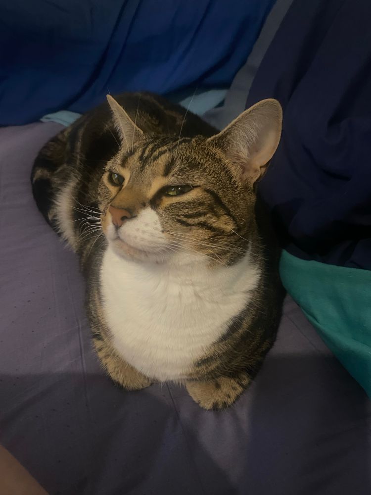 Ezri Kats laying on my bed after having a little catnip