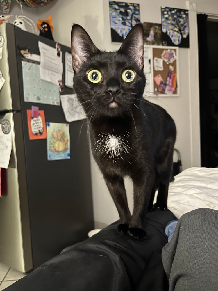 a little black cat with GIANT EYES who is craving a Sweet Snack and standing on the back of a couch