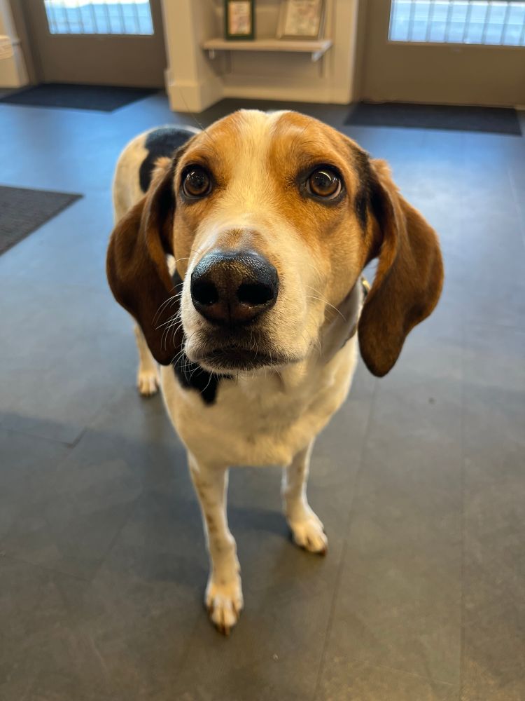 a beagle/hound mix looking at the camera with sweet brown eyes, he is very photogenic!!