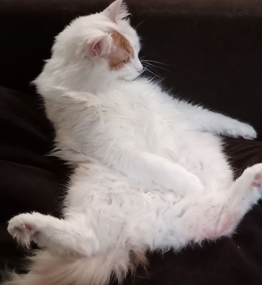 Orange and white cat attempting to sit like a human