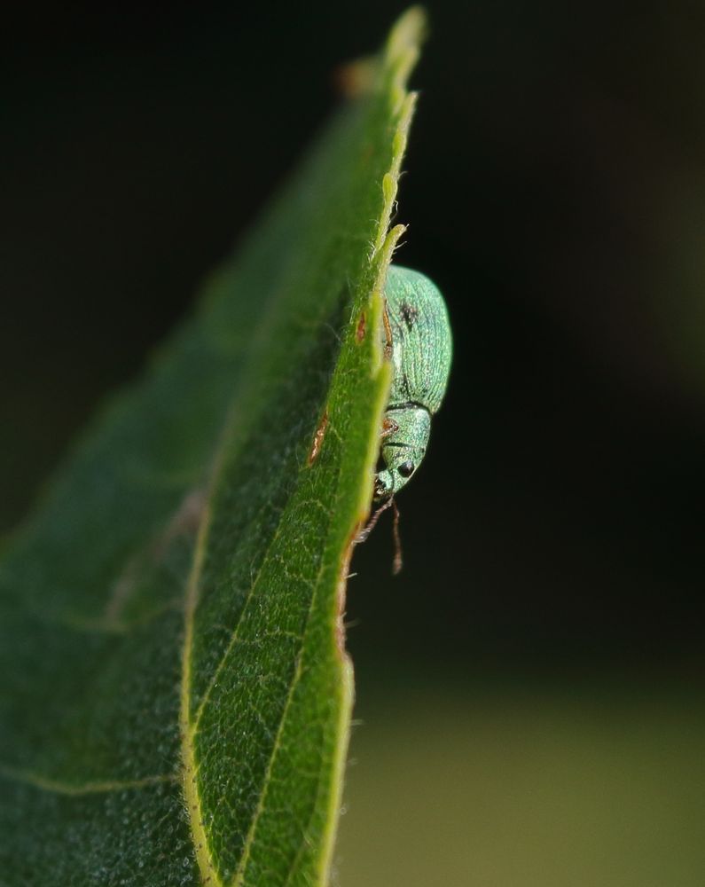 A green weevil walks along a leaf 