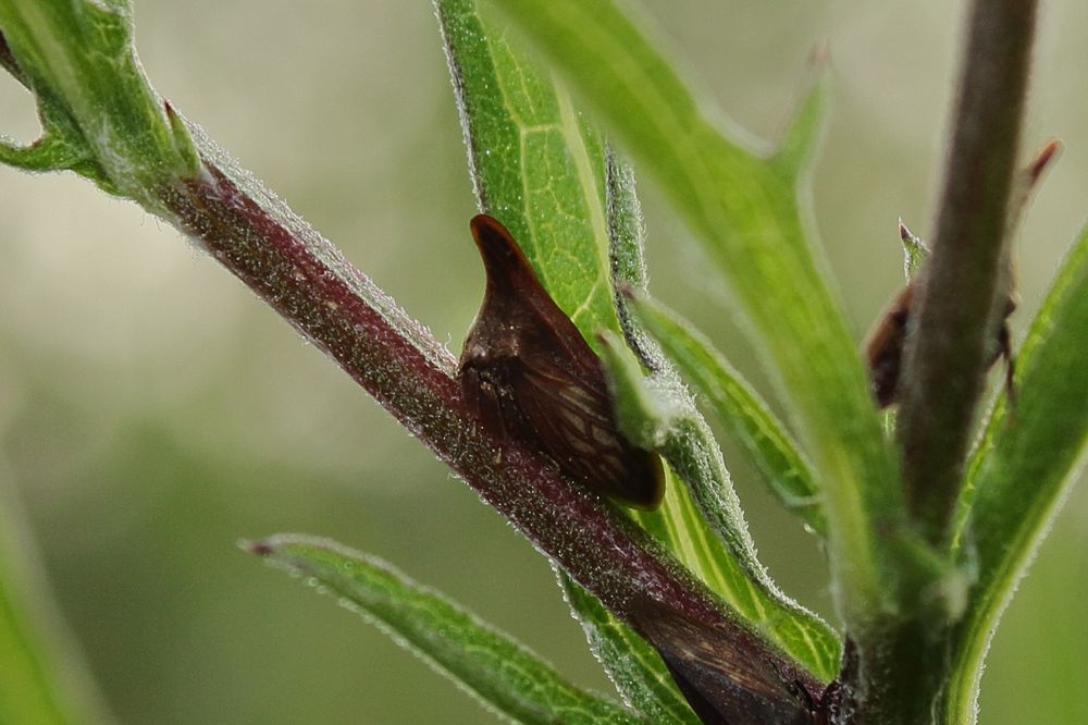 Closeup side view of a Wide-footed Treehopper (Enchenopa latipes) on a plant