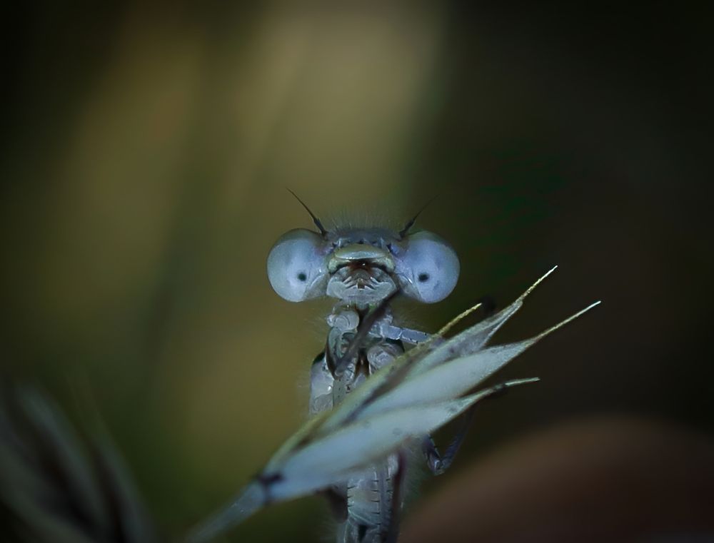 Closeup of a little dragonfly holding onto a plant and looking directly into the camera 