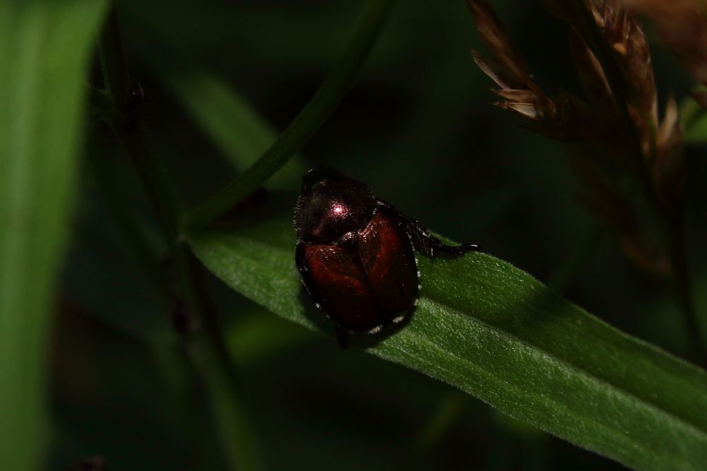 Japanese beetle (Popillia japonica)