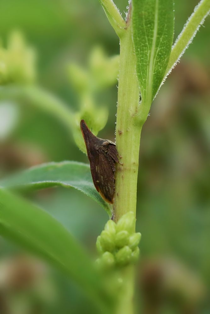Closeup side view of a Wide-footed Treehopper (Enchenopa latipes) on a plant