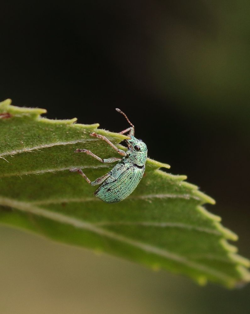 A green weevil munches on the edge of a leaf 
