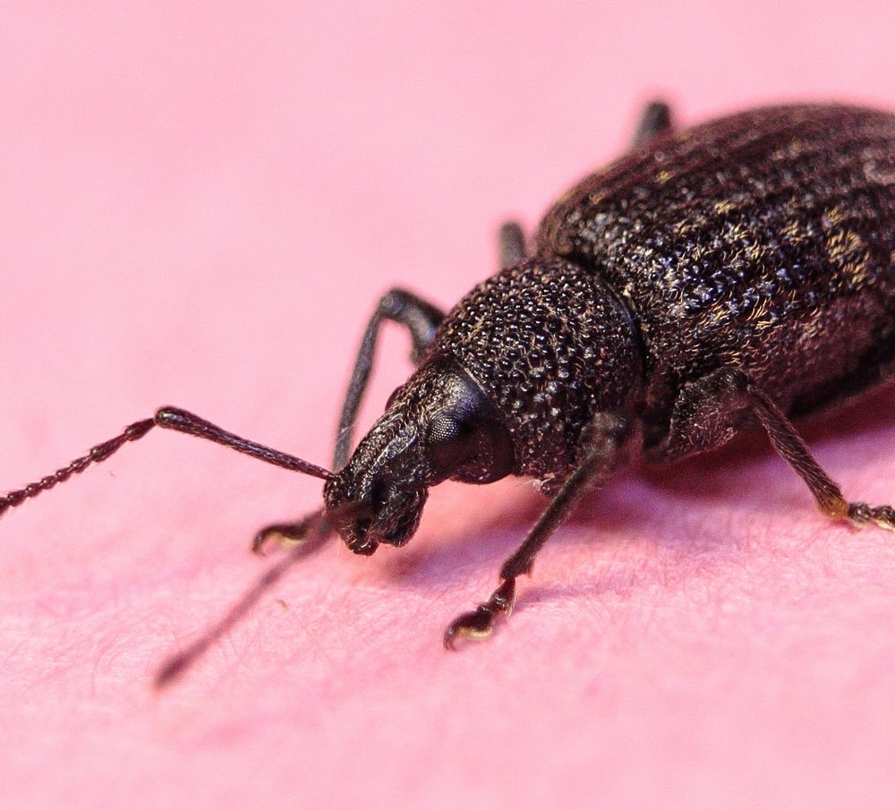 Closeup of a black weevil against a light pink background 