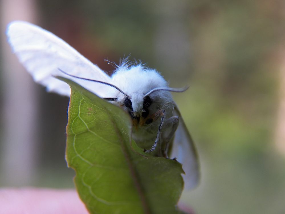 a white, fluffy moth perched on a leaf
