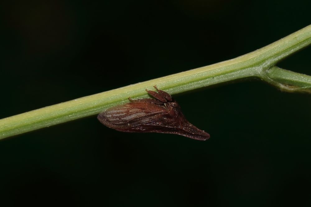 Closeup view of a Wide-footed Treehopper (Enchenopa latipes) on a plant