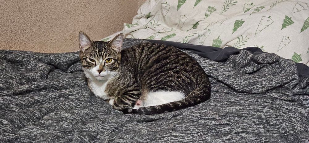 A black mackerel tabby cat sitting on a Grey blanket on a bed.
