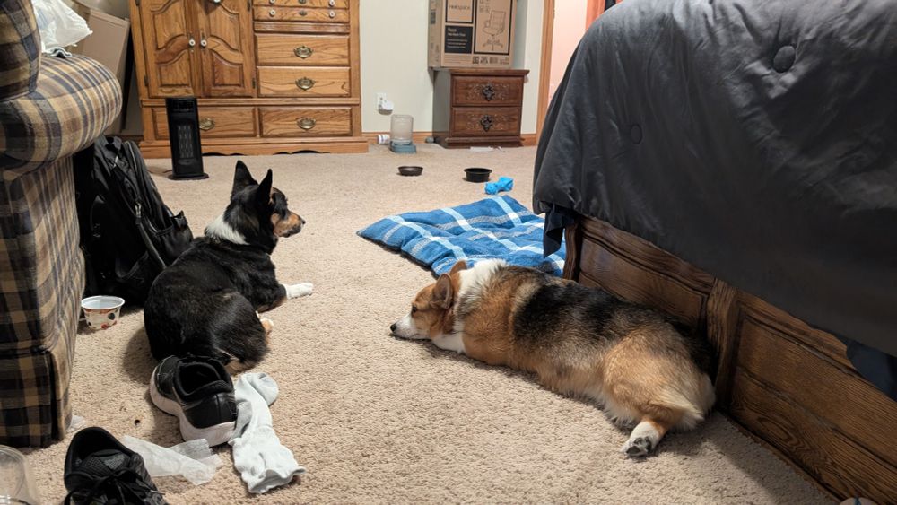 Two corgis, one a black headed tri color and the other a red headed tri color. The first is lounging next to a chair, the second next to a large bed. They are both enjoying the warmth of a space heater.