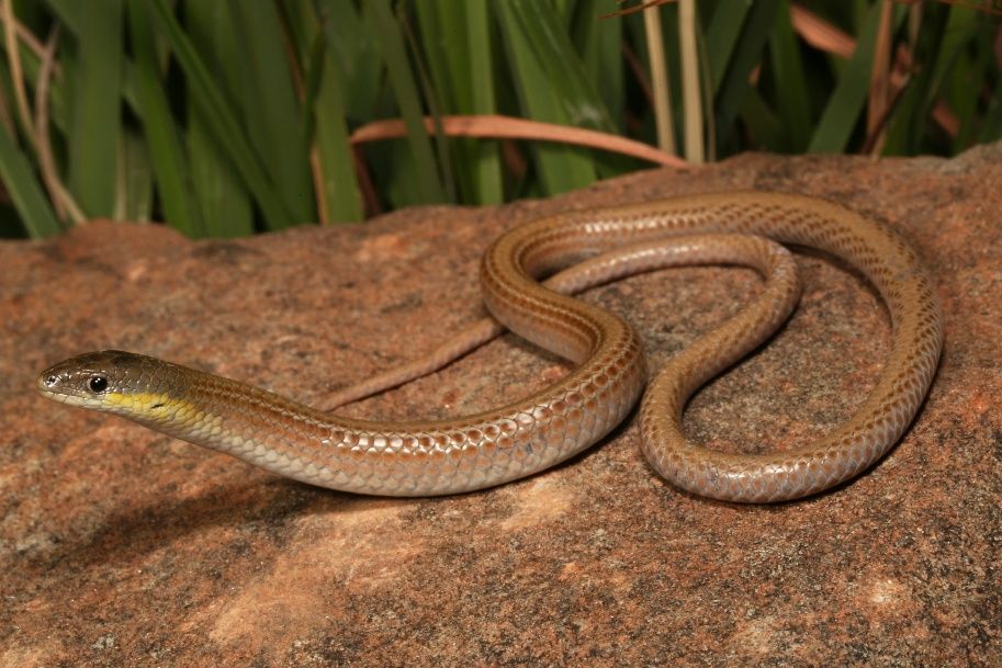 A Striped Legless Lizard (Delma impar) on a rock.