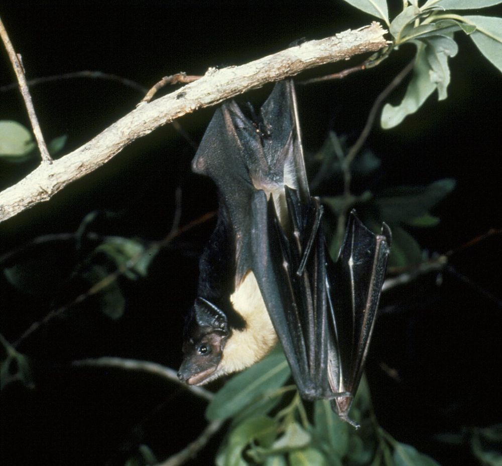 a cute cream and black bat hanging from a tree at night.