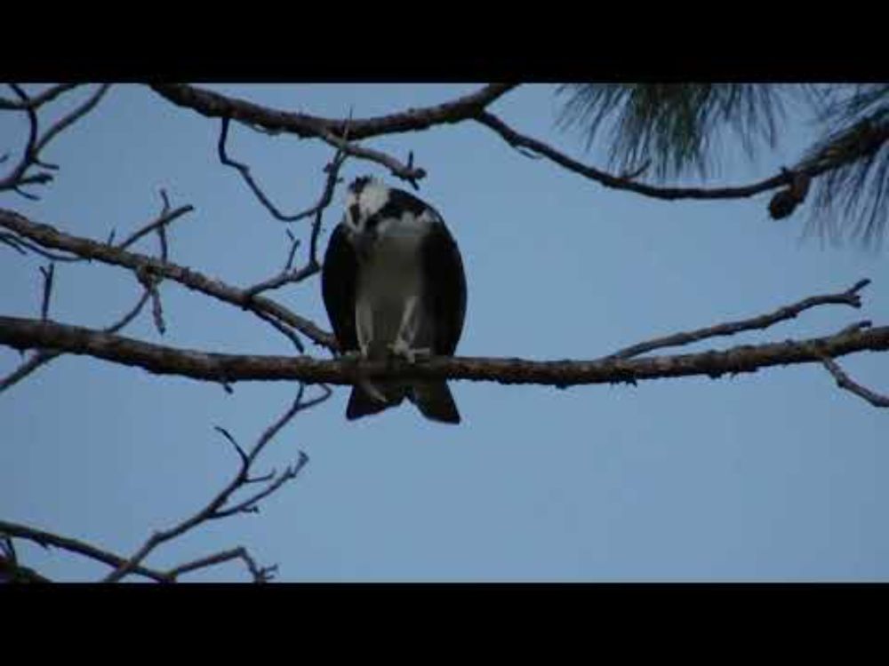 Quick look at an Osprey in a tree near Universal CityWalk Orlando