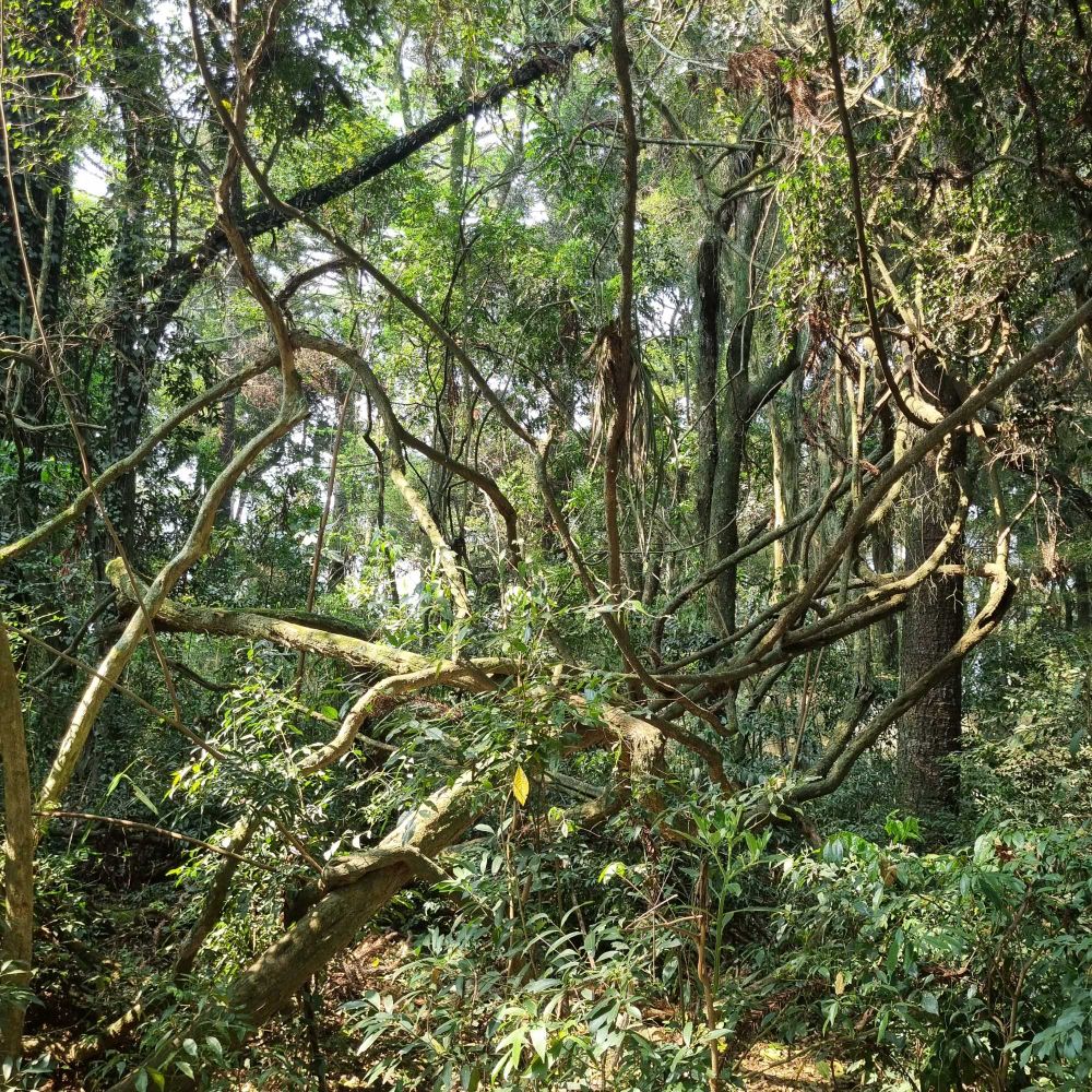 Foto de floresta.
Forrest picture.

Mata atlantica.