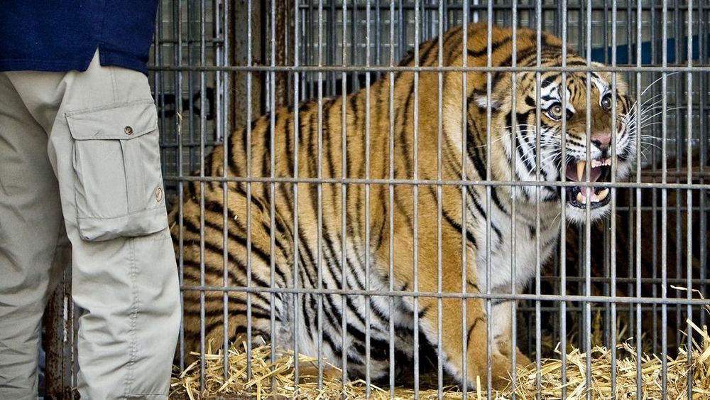 Tientallen tijgers in Vietnamese dierentuinen doodgegaan aan vogelgriep
