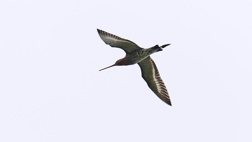 Meer broedvogels in moeras en zoetwater, minder boerenlandvogels
