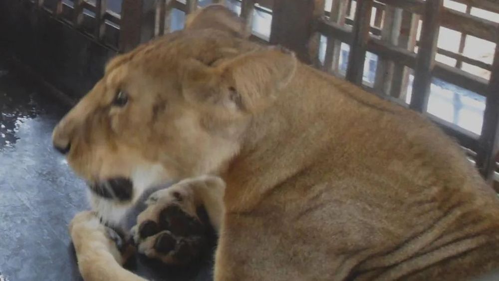 Leeuw doodt verzorger in dierentuin Nigeria
