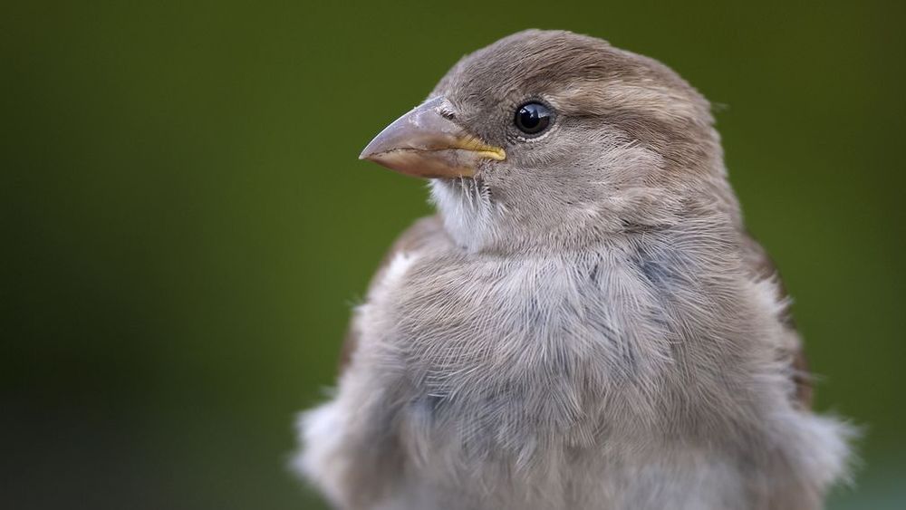 'Giftige landbouwbestrijdingsmiddelen ook schadelijk voor vogels'
