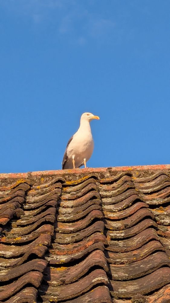 seagull against a blue sky. A majestic photo 