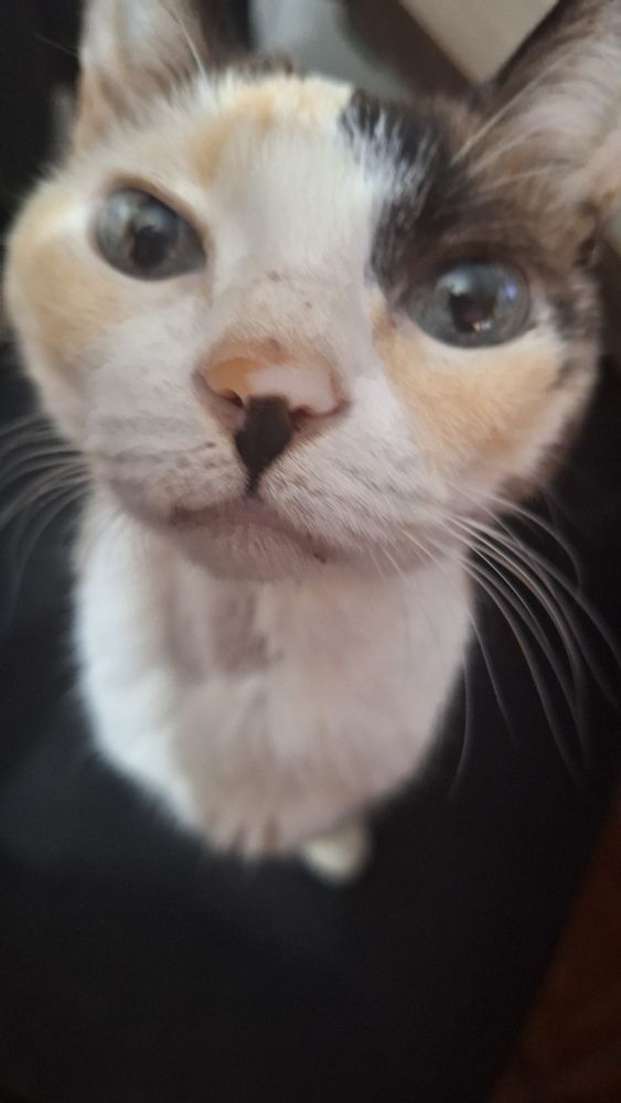 photo of a calico short haired car with blue eyes tilted her head upwards and her nose high up looking like she's asking you if you have any games in your cellphone