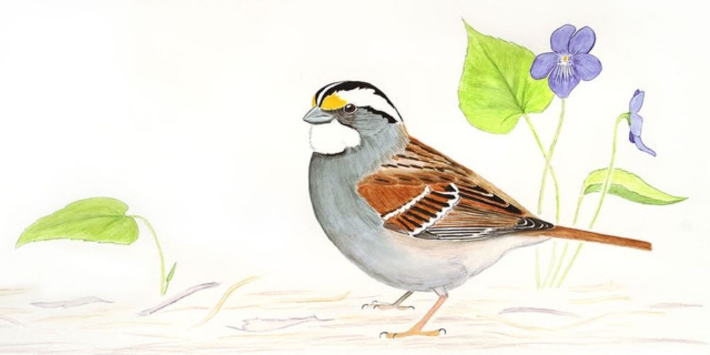 The Fascinating and Complicated Sex Lives of White-throated Sparrows