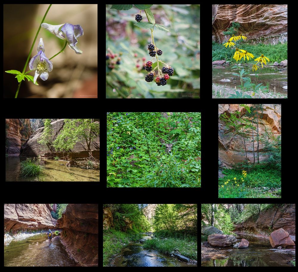 A 3x3 matrix of photographs

* Monkshood
* blackberries (not native; planted by early settlers)
* Arizona sneezeweed and canyon walls
* the 2nd set of narrows in the canyon
* a young deer looking back at me
* Arizona sneezeweed set against a natural amphitheater
* wading through the water in the 1st set of narrows
* lush vegetation in the canyon
* upper end of the 1st narrows