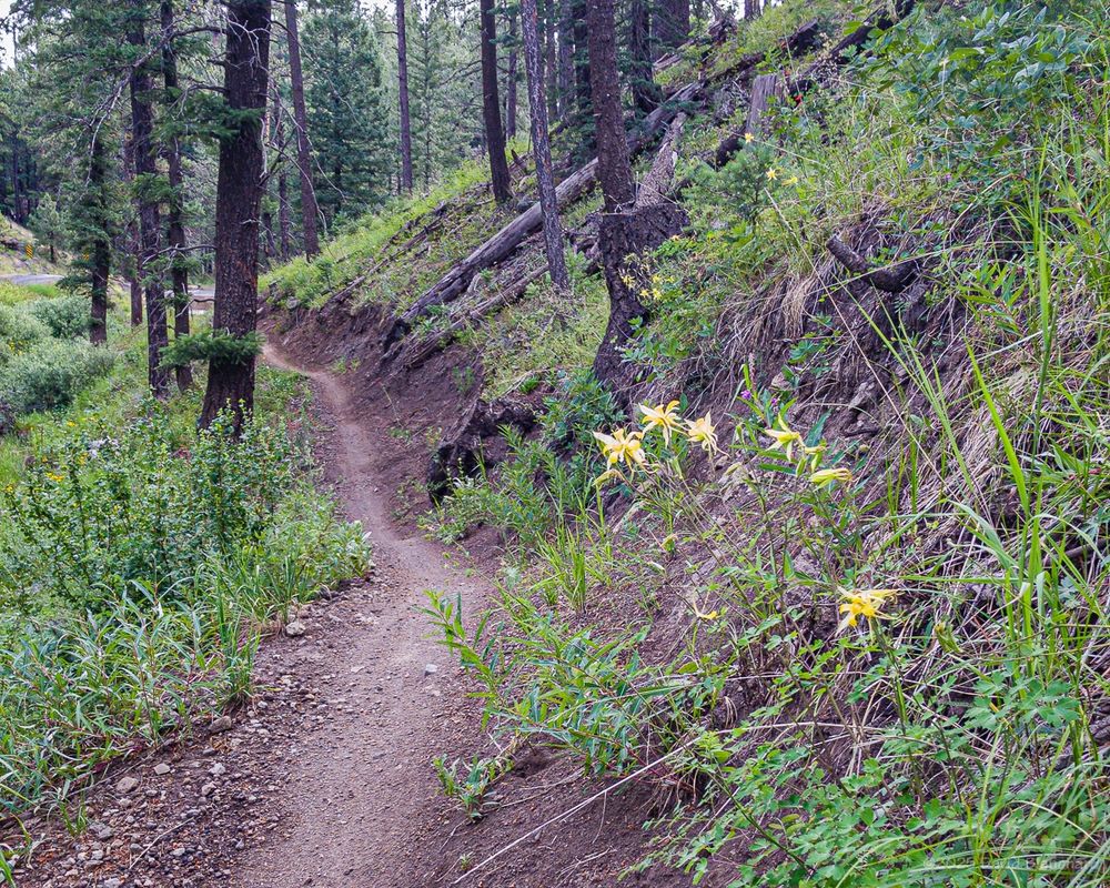 A small patch of yellow columbines are located next to the Schultz Creek Trail near Flagstaff, Arizona.