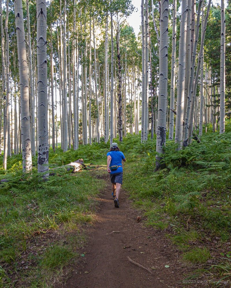 A runner is on the Arizona Trail surrounded by aspen trees and green ferns. 