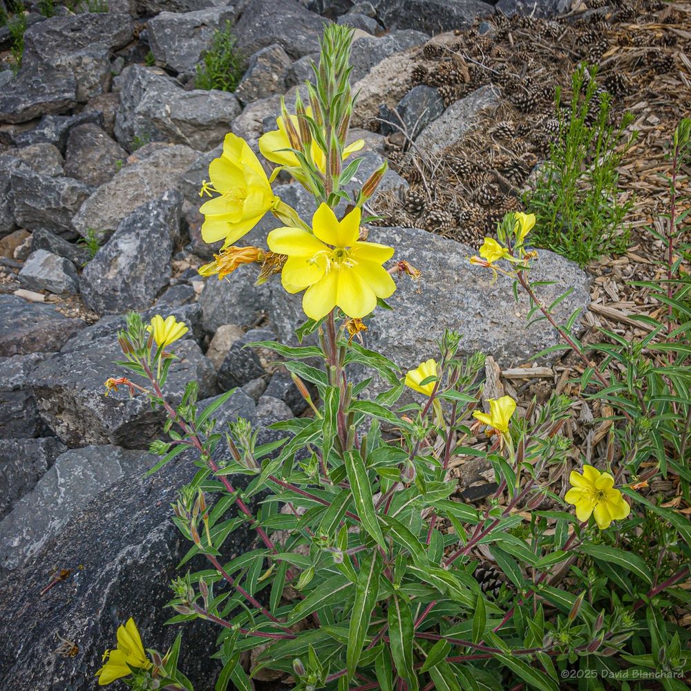 A small cluster of of evening primrose is located next to the Schultz Creek Trail near Flagstaff, Arizona.