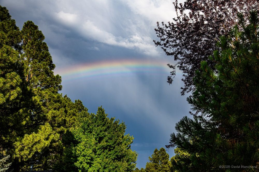 A segment of a rainbow between two trees. The rainbow also has supernumerary bows with repeating colors on the inside of the main bow.