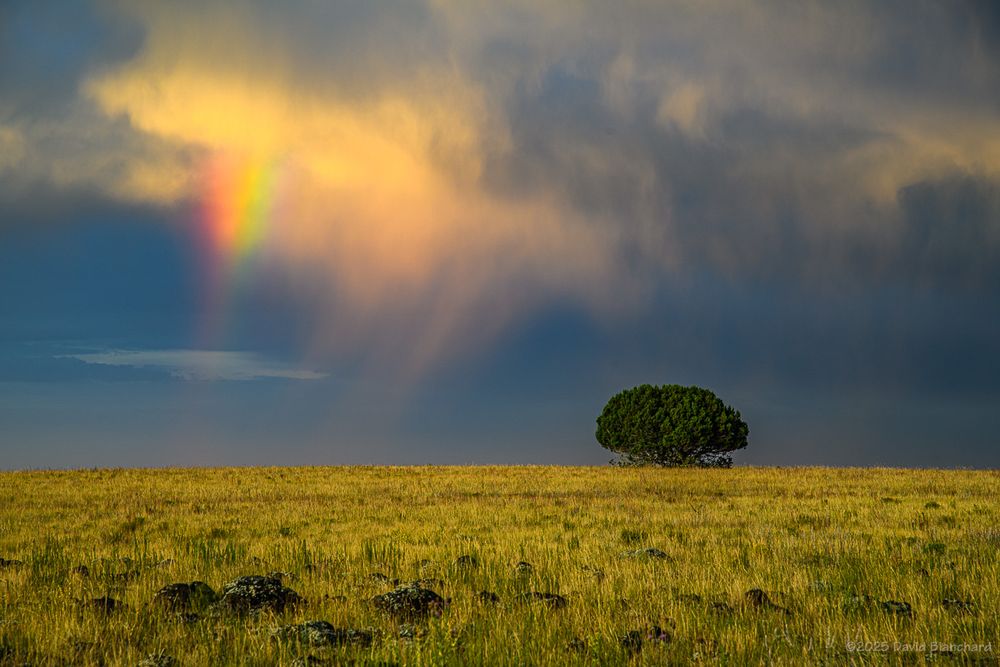 Clouds in the west have blocked the bright light on the grasses but the base of the cloud is still lit up with sunset colors and a small rainbow fragment.

120mm focal length.