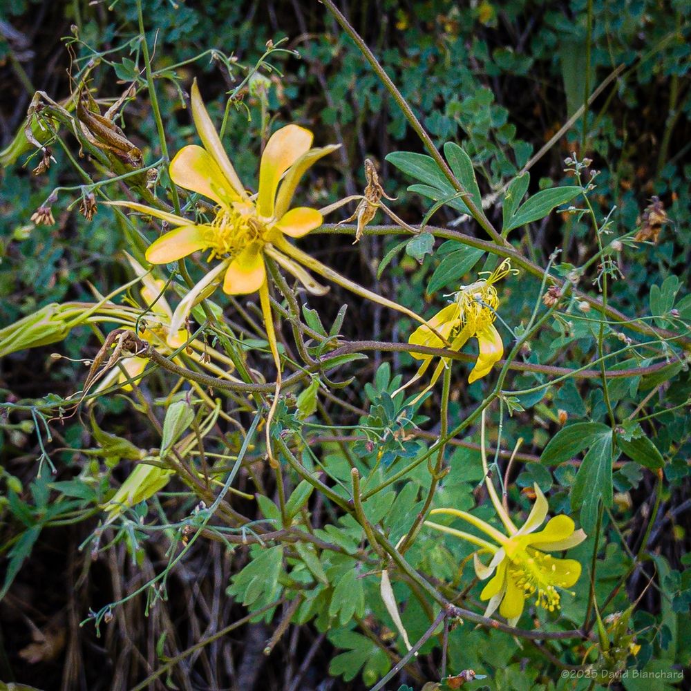 Three yellow columbine flowers are shown on a backdrop of green leaves. There were not many columbine flowers along the trail--I think the peak has already passed.