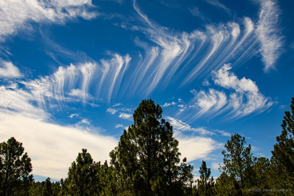 A band of cirrus floccus with trails of ice crystals moves across the Arizona sky. Some ponderosa trees are visible in the foreground at the bottom of the image.