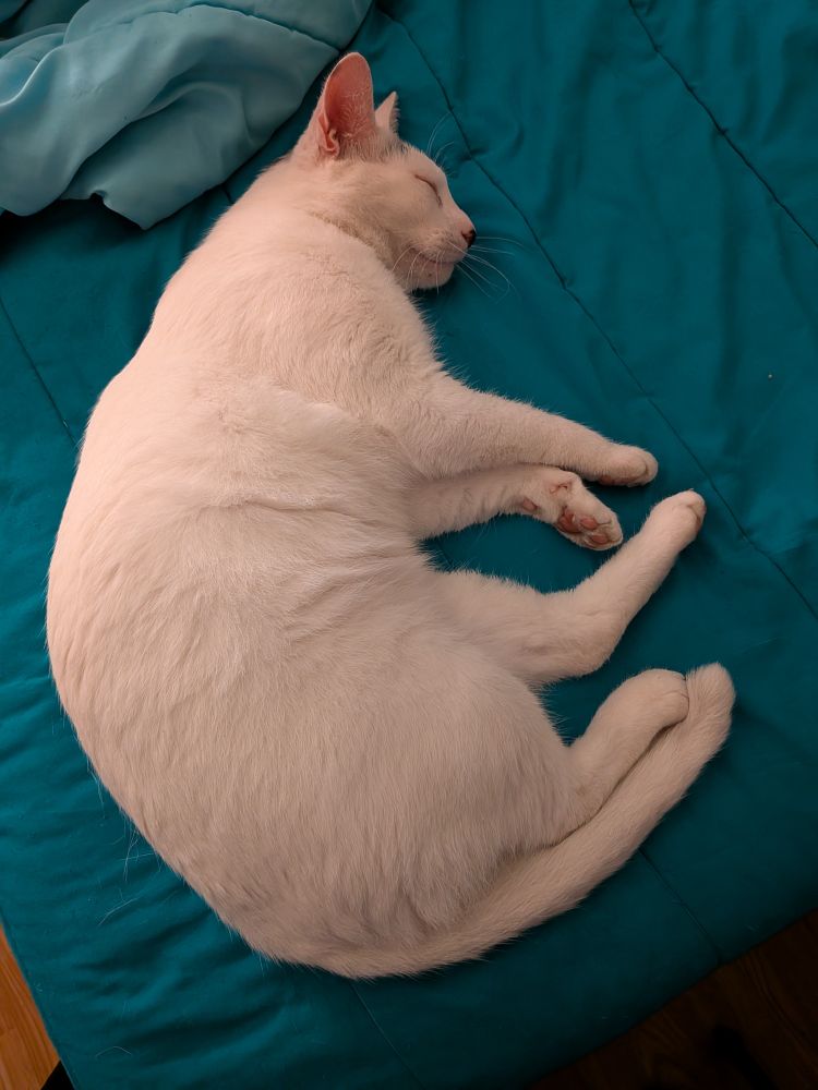 A white cat with a gray spot on his head sleeps curled up on a teal bedspread 