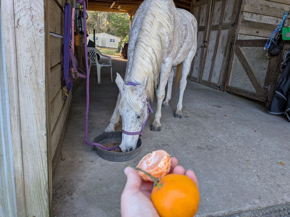 A gray horse eats grain from a pan on the ground. In the foreground a hand holds an unpeeled and a peeled tangerine 